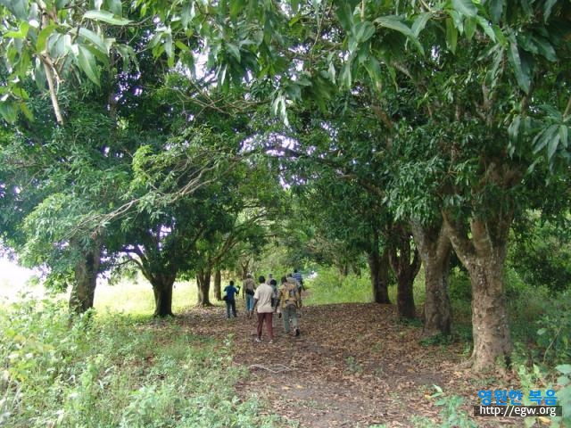 14. 양옆 맹고나무 Mango trees.jpg-1.JPG